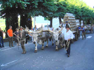chianina oxen pulling a wine wagon 