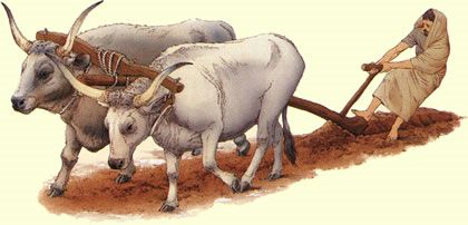 Etruscan oxen and plough